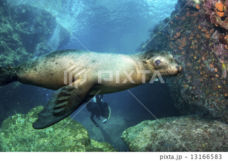 Puppy sea lion underwater looking at you 13166583
