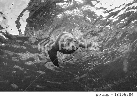 Puppy sea lion underwater looking at you 13166584