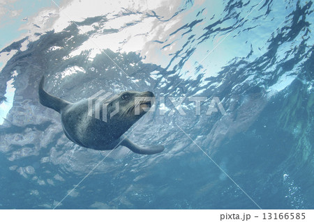 Puppy sea lion underwater looking at you Puppy sea lion underwater looking at you 13166585
