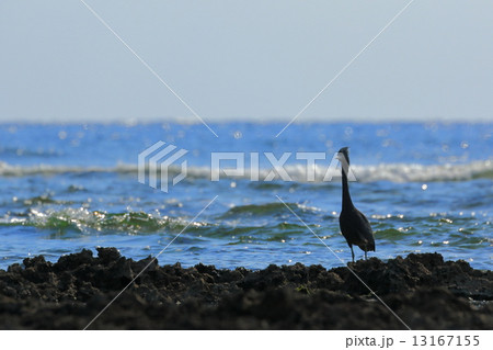 海辺のクロサギ 13167155