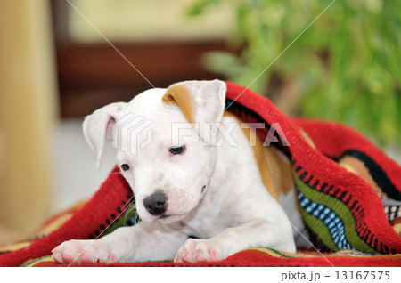Puppy American Staffordshire Terrier 13167575