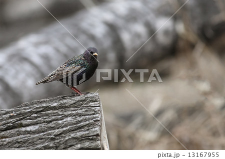 Starling 13167955