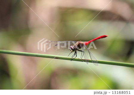 マユタテアカネ 13168051