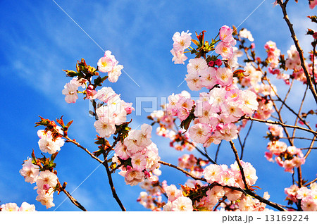 桜花 桜花 13169224
