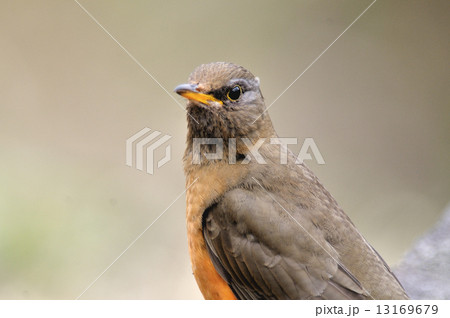 アカハラ2 13169679