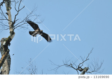 イヌワシ１５ 13169690