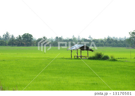 paddy field and cottage paddy field and cottage 13170501