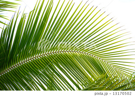 Palm leaves Palm leaves 13170502