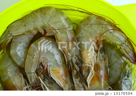 Prawn Group Prawn Group 13170504