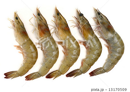Prawn Prawn 13170509