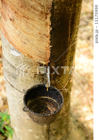 Rubber tree plantation 13170990