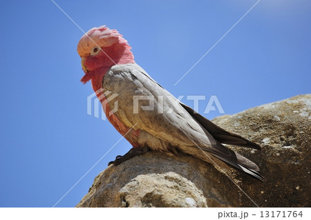 モモイロインコ 13171764