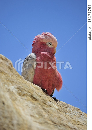 モモイロインコ モモイロインコ 13171765