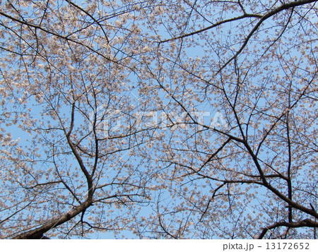 Beautiful flowering - Japanese cherry  Sakura 13172652