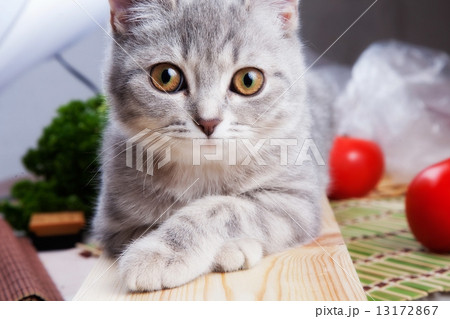 portrait 13172867