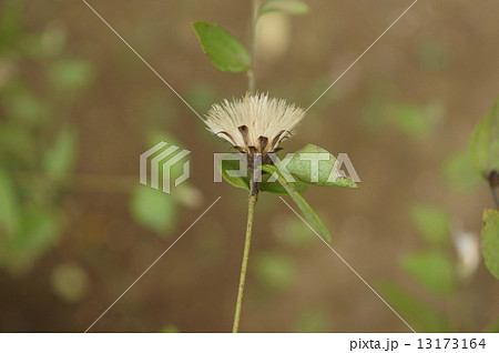 コウヤボウキ 高野箒玉箒 たまぼうき Pertya scandens コウヤボウキ 高野箒玉箒 たまぼうき Pertya scandens 13173164