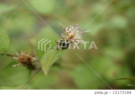 コウヤボウキ 高野箒玉箒 たまぼうき Pertya scandens コウヤボウキ 高野箒玉箒 たまぼうき Pertya scandens 13173166