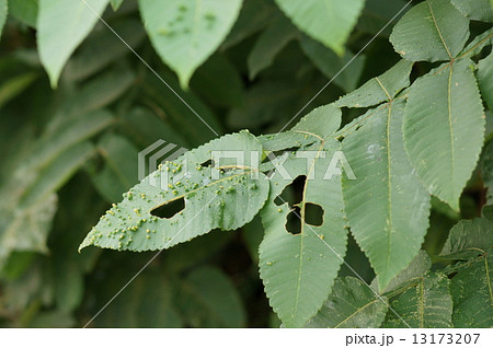 ヌルデ 白膠木 Rhus javanica ヌルデ 白膠木 Rhus javanica 13173207