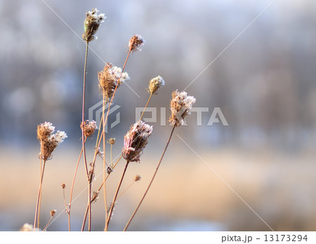 Hoarfrost on autumn plants. 13173294
