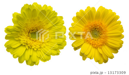 ガーベラ ガーベラ 13173309