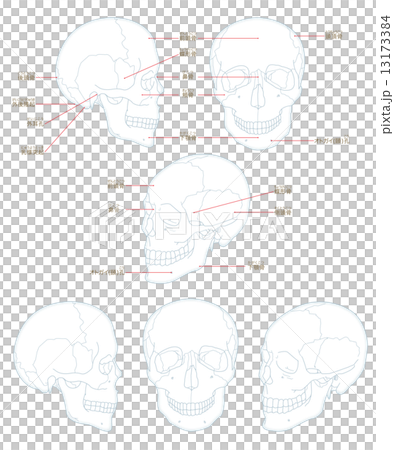 フェイス 顔 頭 骨 つぼ がいこつのイラスト素材