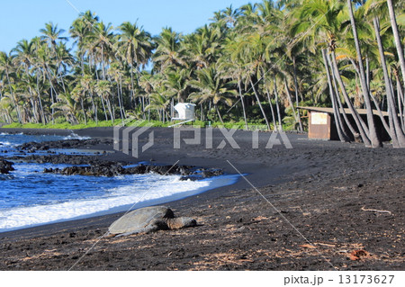 ハワイ島 ハワイ島 13173627