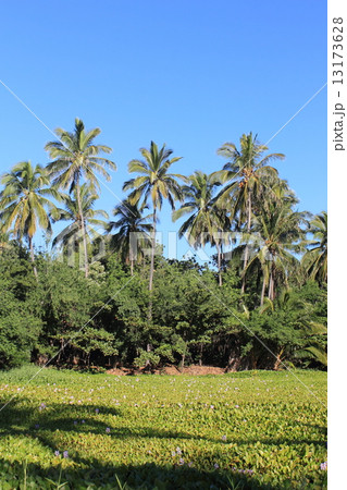 ハワイ島 ハワイ島 13173628
