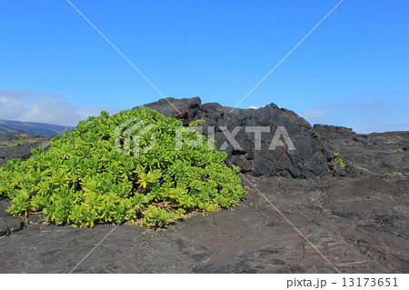 ハワイ火山国立公園 ハワイ火山国立公園 13173651
