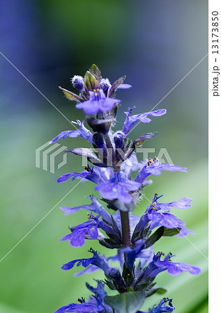 十二単 十二単 13173850