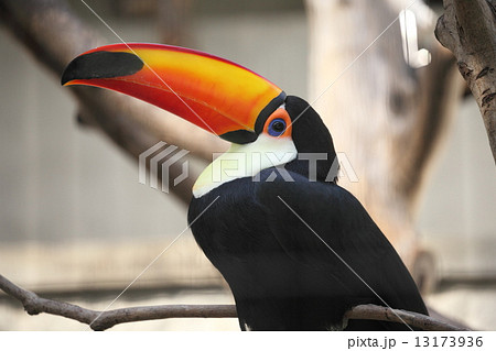 オオハシ 13173936