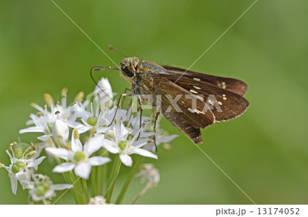 ニラの花とイチモンジセセリ 13174052