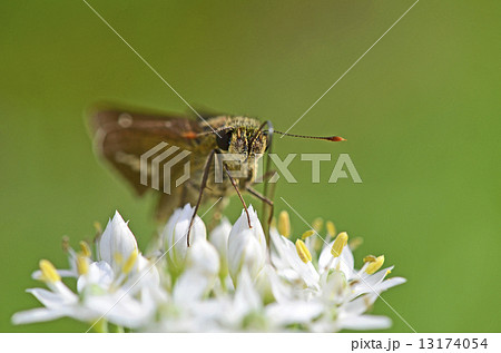 ニラの花とイチモンジセセリ 13174054