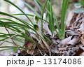 春蘭の蕾 13174086