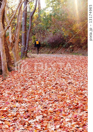 紅葉の山 13174965