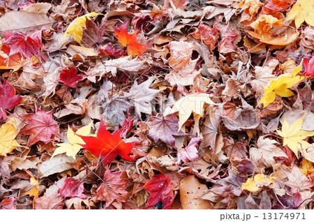 落ち葉色々 落ち葉色々 13174971