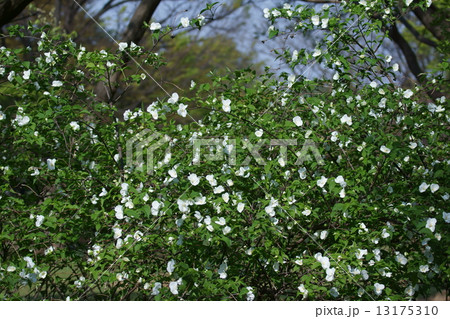 白山吹シロヤマブキ　花弁は4枚です。 13175310