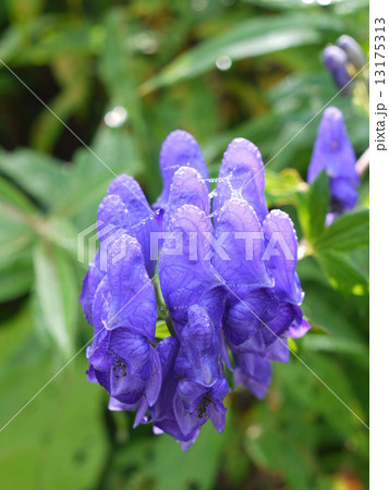 オクトリカブト オクトリカブト 13175313