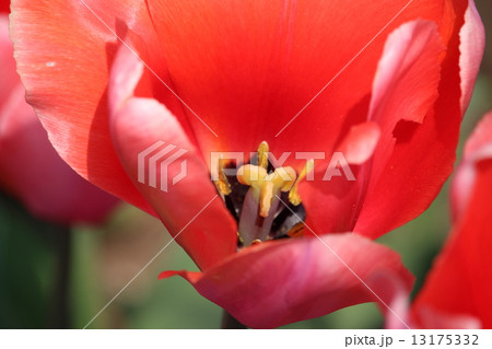 赤いチューリップ 13175332