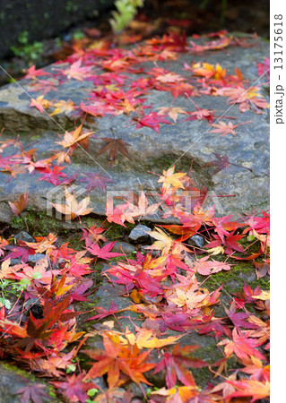 紅葉 紅葉 13175618