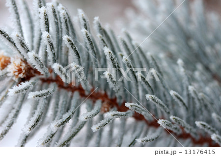 fir branch fir branch 13176415