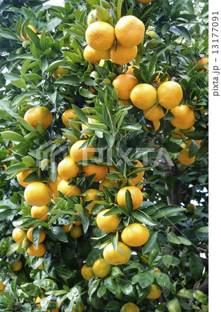 ゆず 柚子 ゆず 柚子 13177091