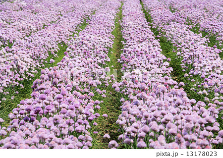 北海道　中富良野町　ファーム冨田チャイブの花 13178023