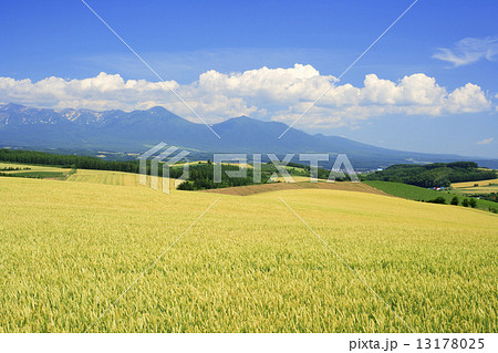 北海道　上富良野町　麦秋の丘と十勝岳連峰 13178025