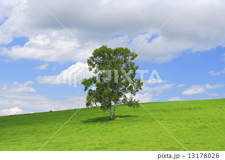 北海道　美瑛町　草原と一本の木 13178026