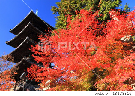 12月愛知 八事山興正寺・五重塔と紅葉 13178316