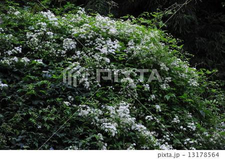 ボタンヅル 13178564