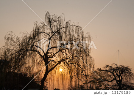 円山公園 祇園枝垂れ桜と柳 円山公園 祇園枝垂れ桜と柳 13179189
