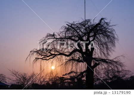 円山公園 祇園枝垂れ桜 円山公園 祇園枝垂れ桜 13179190