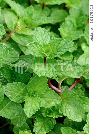 Kitchen Mint ( Mental cordifolia Opiz.) bush on natural light. 13179613