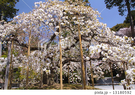 京都、大原野神社にある幻の桜といわれる千眼桜（満開）／樹齢約７０年 13180592